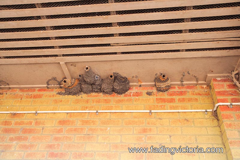 Wasp nests. Many buildings had these. Most were dormant, but there were still several wasps flying around.
