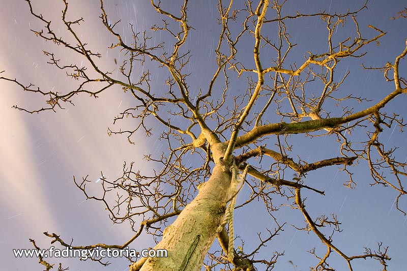 Old tree at Olrig