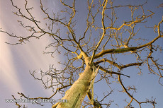 Old tree at Olrig