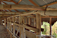 Old school milking shed